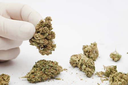 Marijuana cogollo in hands of professional with gloves in laboratory with white background and space for textの写真素材