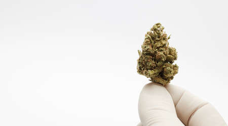 Marijuana cogollo in hands of professional with gloves in laboratory with white background and space for textの写真素材