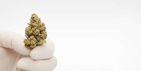 Marijuana buds in hands of professional with gloves in laboratory with white background and space for textの写真素材