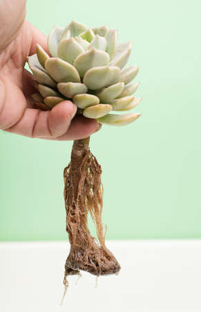 plant roots in hands, white and green backgroundの写真素材