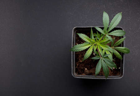 marijuana plant in black pot with beautiful leaf, dark background, top view