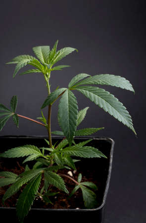 Marijuana leaf, cannabis on a dark background, beautiful background, indoor cultivationの写真素材