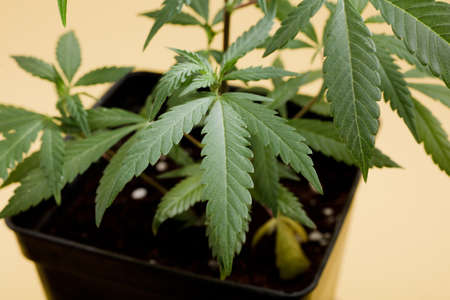 marijuana vegetation plants, hemp CBD, cultivation cannabis, background yellow, Growing cannabis indica, marijuana leaves.の写真素材