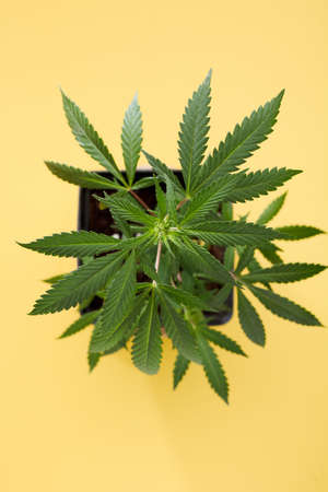 Marijuana leaves, cannabis on a yellow background, beautiful background, indoor cultivation, top viewの写真素材