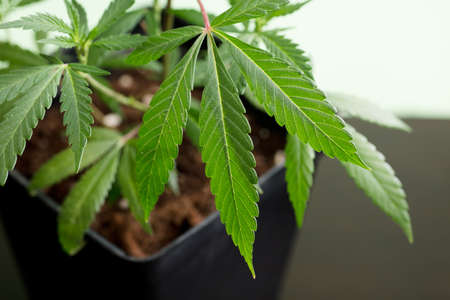 potted marijuana plant with beautiful leaves and a soft green backgroundの写真素材