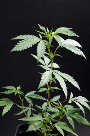 Fresh green leaves of hemp - Cannabis - isolated on dark black background. Medical marijuana cultivation. Studio photograph.の写真素材