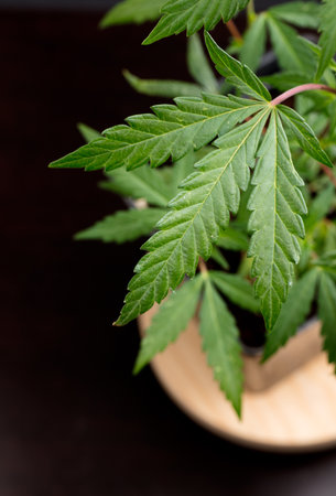 beautiful marijuana plant top view, with dark gray backgroundの写真素材