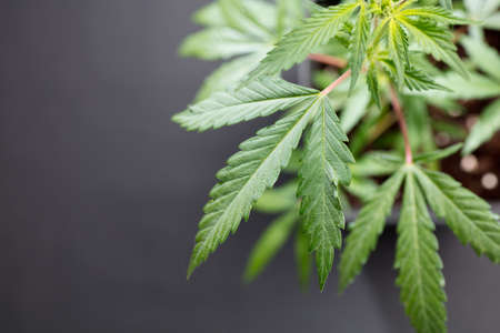beautiful marijuana plant top view, with dark gray backgroundの写真素材