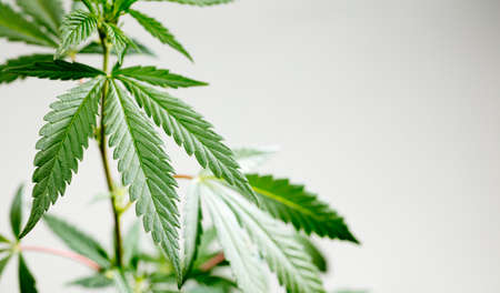 Fresh green leaves of full grown hemp - Cannabis - isolated on gray background. Growing medical marijuana. Studio photograph.の写真素材
