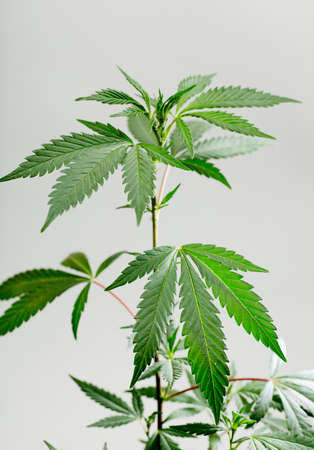 Fresh green leaves of full grown hemp - Cannabis - isolated on gray background. Growing medical marijuana. Studio photograph.の写真素材