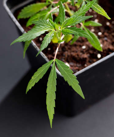 beautiful marijuana plant top view, with dark gray backgroundの写真素材