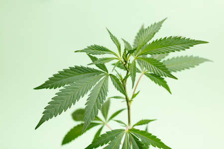 marijuana plant outdoors, leaves, beautiful wallpaper, green background.の写真素材