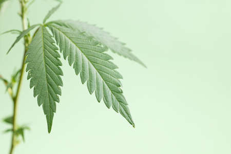 isolated marijuana plant with beautiful leaves and a soft green backgroundの写真素材