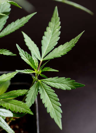 Fresh green leaves of hemp - Cannabis - isolated on dark black background. Medical marijuana cultivation. Studio photograph.の写真素材