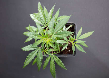 Marijuana leaves, cannabis on a dark background, beautiful background, indoor cultivation, top viewの写真素材