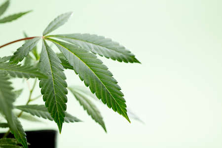 cannabis marijuana plant on a green isolated background, wallpaper or themed photo to legalize marijuanaの写真素材
