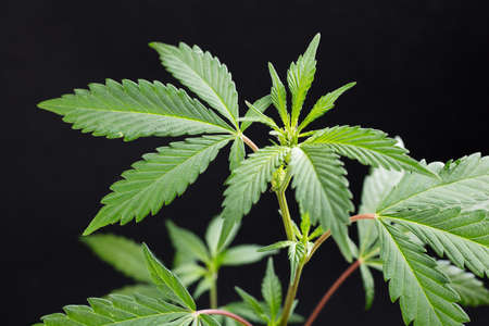 Fresh green leaves of hemp - Cannabis - isolated on dark black background. Medical marijuana cultivation. Studio photograph.の写真素材