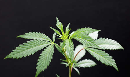 Fresh green leaves of hemp - Cannabis - isolated on dark black background. Medical marijuana cultivation. Studio photograph.の写真素材