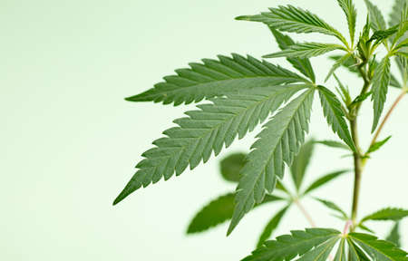 Marijuana leaves, cannabis on a green background, beautiful background, indoor cultivationの写真素材