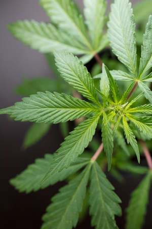 Marijuana leaves, cannabis on a dark background, beautiful background, indoor cultivation, top viewの写真素材