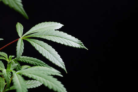cannabis marijuana plant on a dark black isolated background, wallpaper or themed photo to legalize marijuanaの写真素材