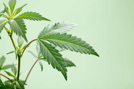 Marijuana leaves, cannabis on a green background, beautiful background, indoor cultivationの写真素材
