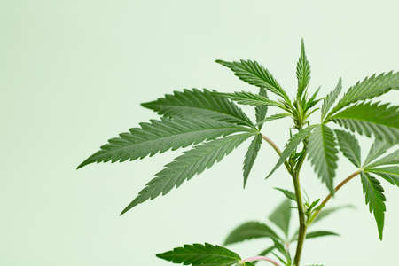 Marijuana leaves, cannabis on a green background, beautiful background, indoor cultivationの写真素材