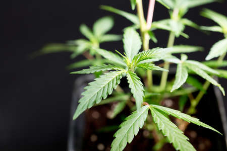 marijuana plant on black table with green backgroundの写真素材