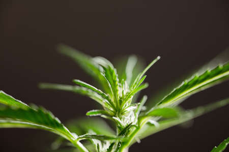 macro photograph of marijuana flower species (wedding cake), beginning of flowering, black backgroundの写真素材