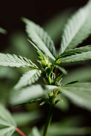beautiful young marijuana plant, beginning of flowering, future buds are born, black backgroundの写真素材