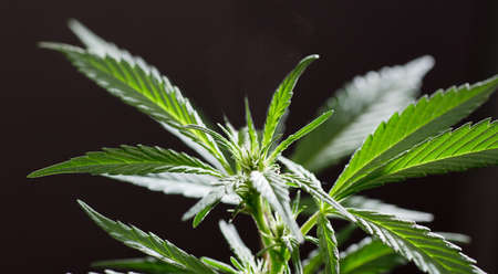 beautiful young marijuana plant, beginning of flowering, future buds are born, black backgroundの写真素材