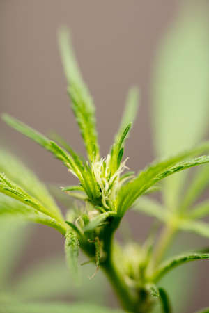 macro photo of marijuana flower with leaves species name wedding cake bloom brown backgroundの写真素材
