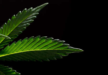 macrophotography of marijuana leaves, with black backgroundの写真素材