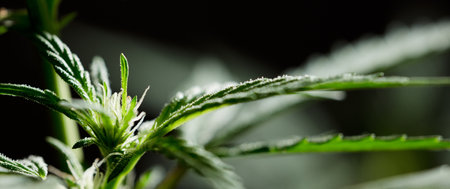 macro photo of marijuana flower with leaves species wedding cake bloom black background