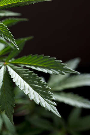 macrophotography of marijuana leaves, with black backgroundの写真素材