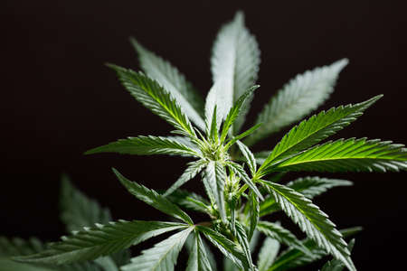 macro photo of marijuana flower with leaves species wedding cake bloom black backgroundの写真素材