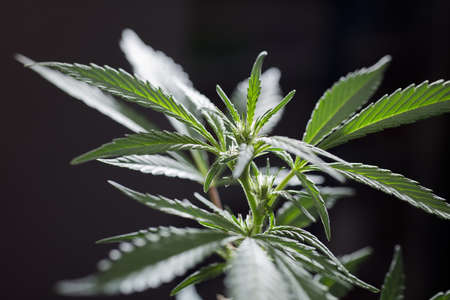 macro photo of marijuana flower with leaves species wedding cake bloom black backgroundの写真素材