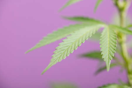 marijuana leaf with purple backgroundの写真素材