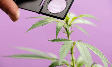 Marijuana plant and magnifying glass in man's hand, plant care and maintenance, violet background.の写真素材