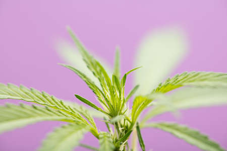 growing marijuana bud, with violet background laboratoryの写真素材