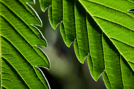 macro of marijuana leaves, with black background