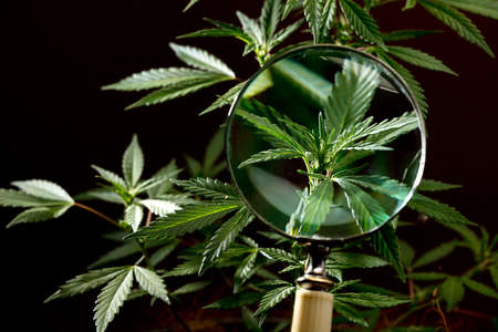 marijuana plant seen with magnifying glass black backgroundの写真素材
