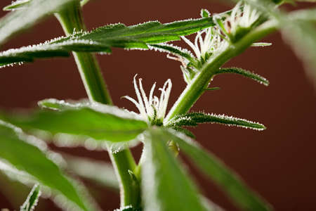detail of marijuana flower pistils on a brown backgroundの写真素材