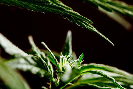pistils of female marijuana flower calyx, with dark brown background.の写真素材