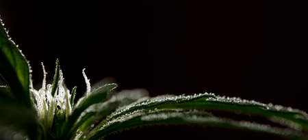 pistils of female marijuana flower calyx, with dark brown background.の写真素材