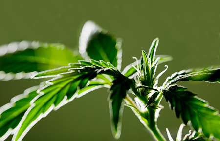 Macro photo of isolated marijuana flower with green background.