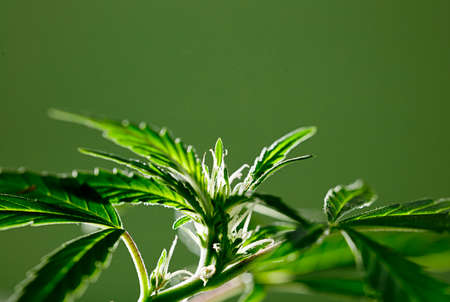macro for marijuana flower isolated with dark green backgroundの写真素材