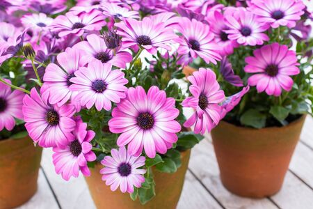 Osteospermum, African Daisy.の写真素材