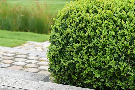 Boxwood Sempervirens, boxwood plantの写真素材