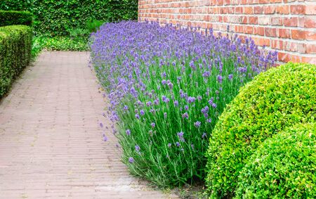 Border with lavender flowers and boxwood plant in garden.の写真素材